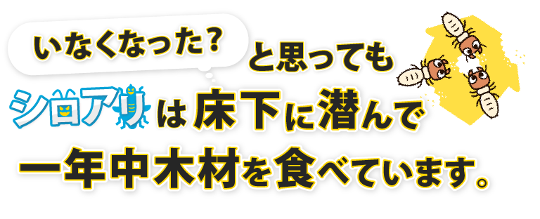 シロアリは床下に潜んで一年中木材を食べています